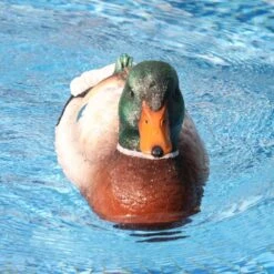 Flytec V201 Radio Control RC Duck